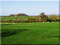 View north-east from St Mary's churchyard, Longworth in OX13 5DY