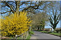 Spring colour on the edge of East Grafton in SN8 3US
