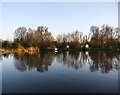 View across the Thames near the old ferry crossing, Cholsey Marsh in OX10 6BU