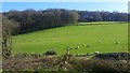 Sheep pasture and Welshbury Wood in GL14 3LH