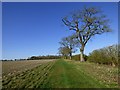 Farmland and oaks, Chilton Foliat in RG17 0QT