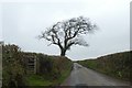 Lone tree on road north of Swaddicott Cross in EX21 5PW
