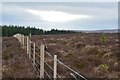 Fence and forestry, Whiteknowe Head in TD7 5NJ