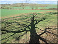 Tree shadow near to Nazeing Gate in EN9 2ZR