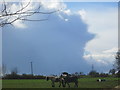 Horses in a field near to Epping Green in Epping West & Rural Ward