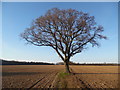 Solitary Oak Tree near Ashley Green, Bucks in HP5 3PY