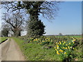 Narcissi in the roadside verge at Dilham in NR28 9PL