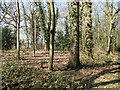 Woodland on Beeston Hall estate in NR12 8BH