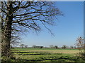 Scene across the arable fields off Water Lane in NR12 8BL