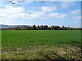 Crop field towards woodland in SY8 2JW