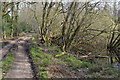 Track beside pond, Quar Hill Plantation in SP5 2PU