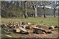 Newly sawn logs in SP5 2PS