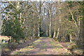 Woodland track towards Hamptworth in SP5 2PS