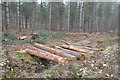Sawn logs spanning ditch in Franchises Wood in SP5 2PX