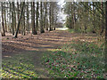 Track through Beech on left Conifer on right in Cranwich