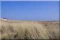 Sea Grass on the Dunes at Lion Point Jawick in CO15 2JR