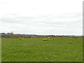 Field with daffodils in LS16 7SY