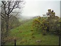 Gorse bushes by the Gwynant Pass in LL55 4NW