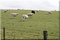 Sheep near Wellfield in EX35 6PS