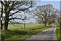 Old trees along Ipswich Road, Harkstead in IP9 1BL