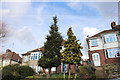 Conifers by Stockingstone Road, Long Green in LU2 7TF