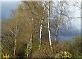 Silver Birch and an approaching hail storm in HR2 9DS
