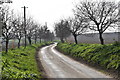 Tree-lined lane to Ness Farm, Erwarton in Arwarton