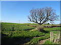 Crop field and tree near Berrington in SY5 6EZ