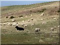 Many sheep and one cow in KY8 6ED