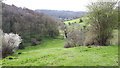 Gatcombe Wood and stream near Bubblewell in GL6 9AT