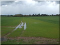 Crop field beside drain, Redhill Bridge in HR2 6SD