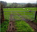 Seven-bar field gate, Libanus, Powys in LD3 8EL