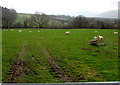 Sheep in a Libanus field, Powys in LD3 8EL