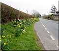 Daffodils at the NE edge of Libanus, Powys in LD3 8EL