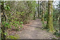Footpath through woods from Everton towards Batchley Farm in SO41 0JP
