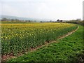Field of rape near Coursley in TA4 4BT