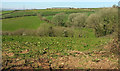 Farmland near Farleigh in TQ9 7JW