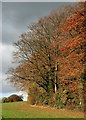 Clump of Beeches beside Brockham Hill Lane in GU34 2FS