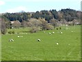 Sheep in field at Elderbeck Farm in Barton and Pooley Bridge