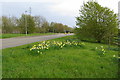 Daffodils by the Cheddington crossroads in LU7 0RL