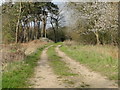 Track through woodland, Gunton in NR11 7HL