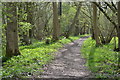 Clarendon Way through the woods in SP5 3ET