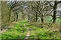 Footpath along edge of Beechy Dean Copse in SP5 1EW