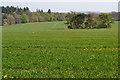 Field west of Beechy Dean Copse in SP5 1EW