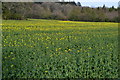 Oilseed rape field surrounded by woods in SP5 1EW