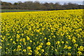 Oilseed rape field south of Pitton Lodge in SP5 1AZ