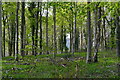 View into woodland south of Pitton in SP5 1EP
