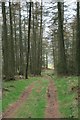 Forest track: Mount Hill in KY15 7FA