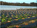 Polytunnel and black plastic in KY8 5PX