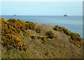 Gorse beside the sea in KY1 4PT